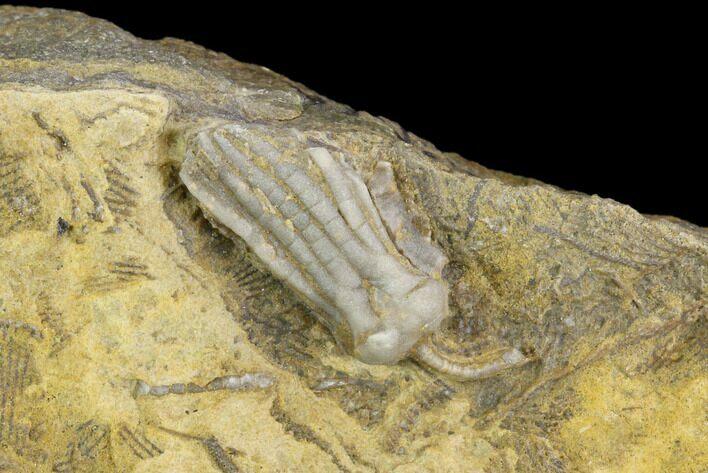 Fossil Crinoid (Pentamaricrinus) - Alabama #122404